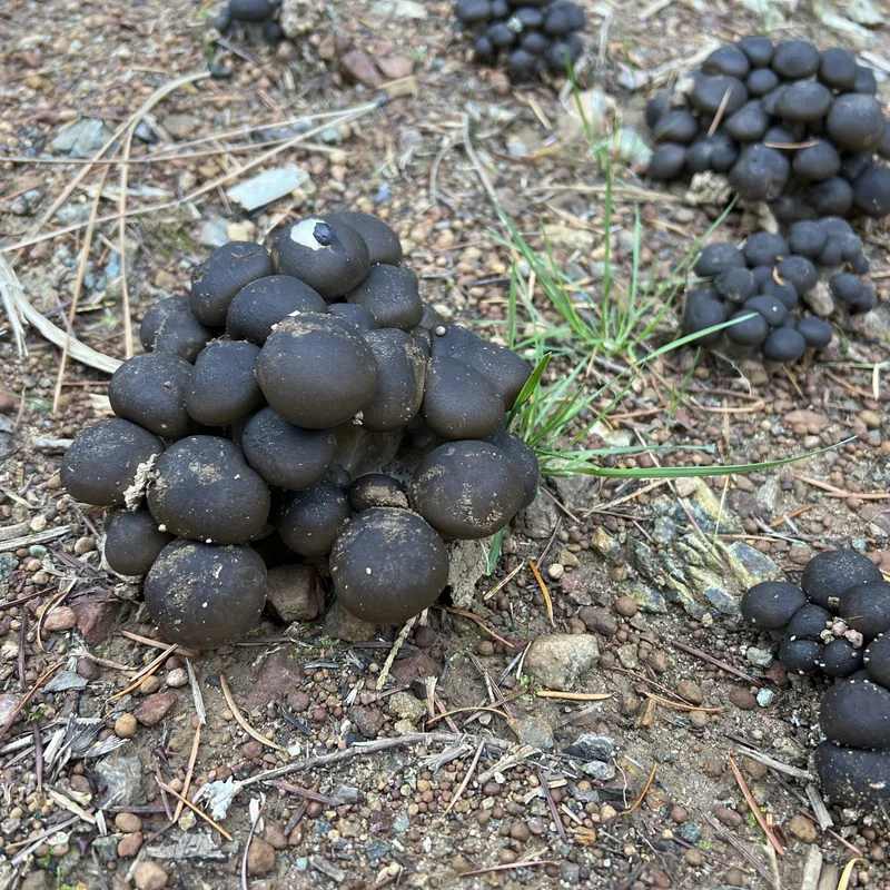 Xolete (Lyophyllum decastes), rasgos para identificarlo