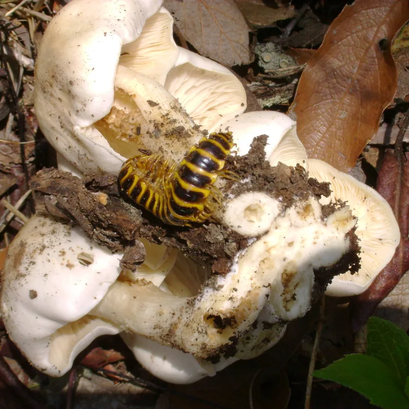 Xolete (Lyophyllum decastes), rasgos para identificarlo