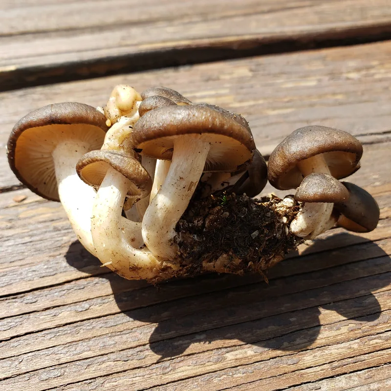 Xolete (Lyophyllum decastes), foto