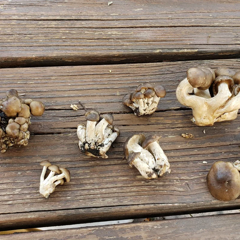 Xolete (Lyophyllum decastes), rasgos para identificarlo