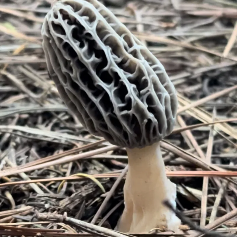 Morilla (Morchella), rasgos para identificarlo