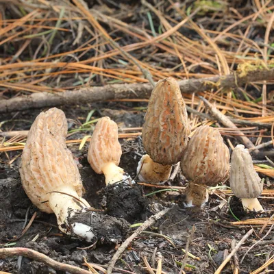 Morilla (Morchella), foto
