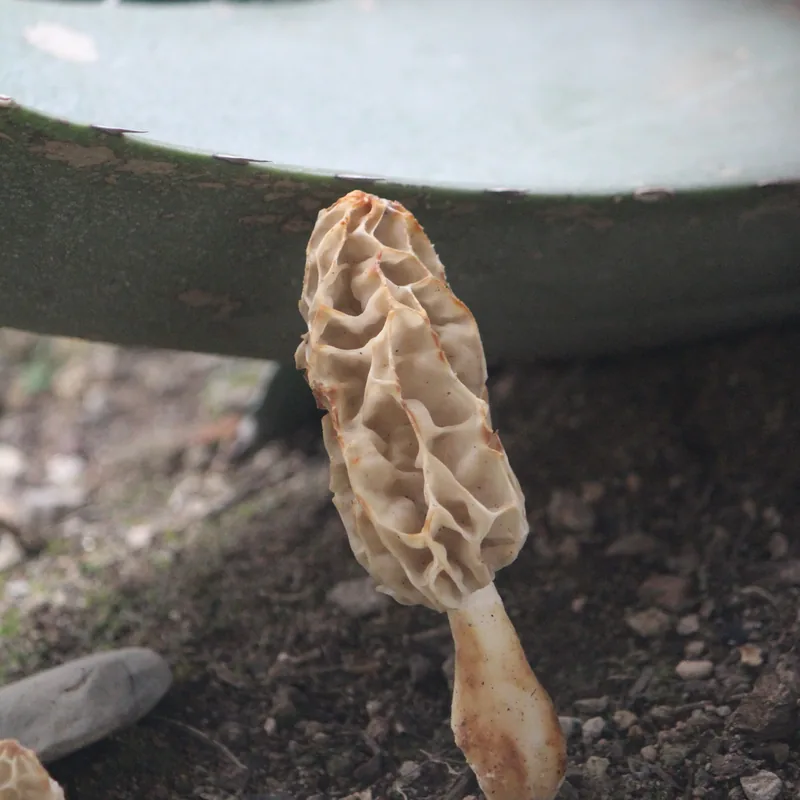 Morilla (Morchella), rasgos para identificarlo