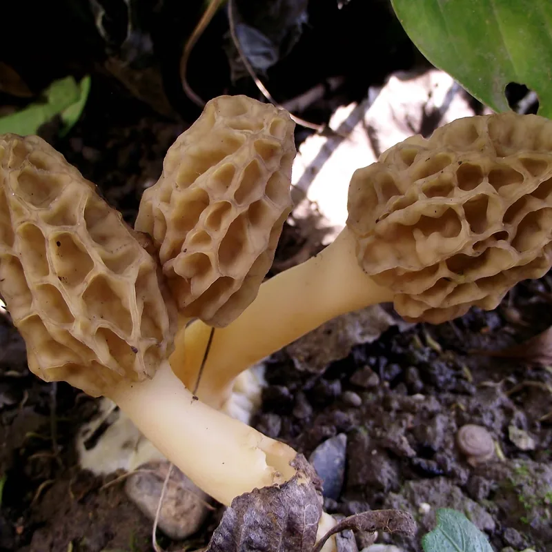Morilla (Morchella), rasgos para identificarlo