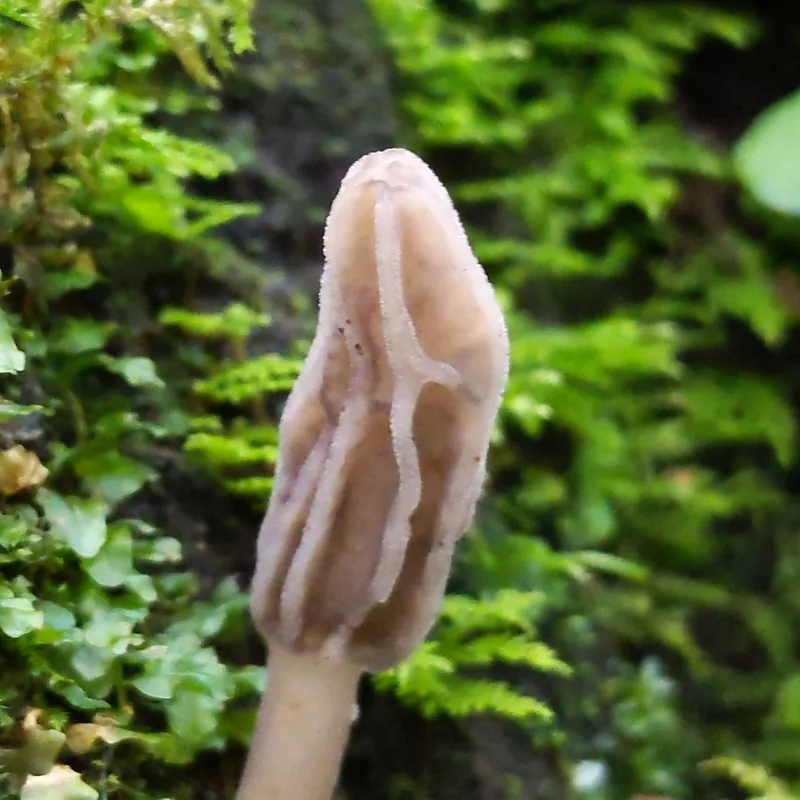 Morilla (Morchella), rasgos para identificarlo