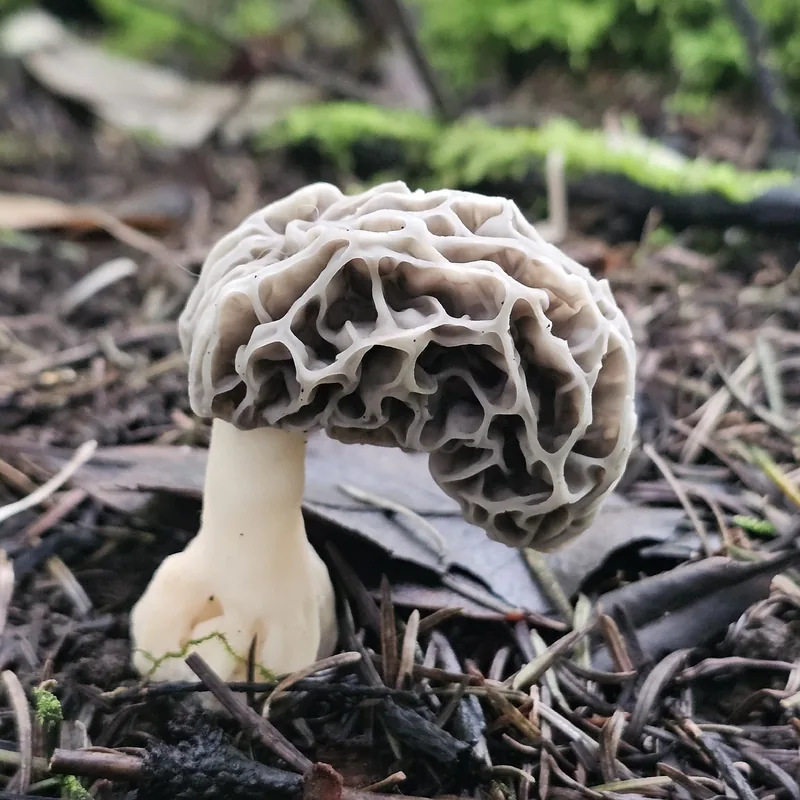 Morilla (Morchella), rasgos para identificarlo