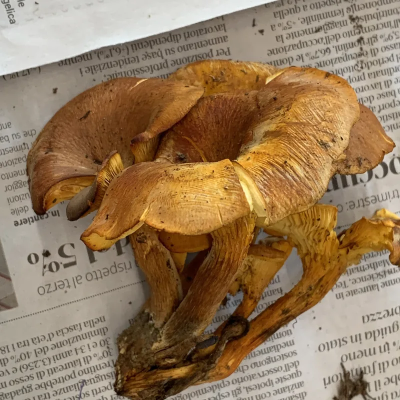 Seta de olivo (Omphalotus olearius), rasgos para identificarlo