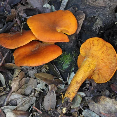 Seta de olivo (Omphalotus olearius), foto