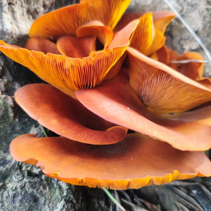 Seta de olivo (Omphalotus olearius), rasgos para identificarlo