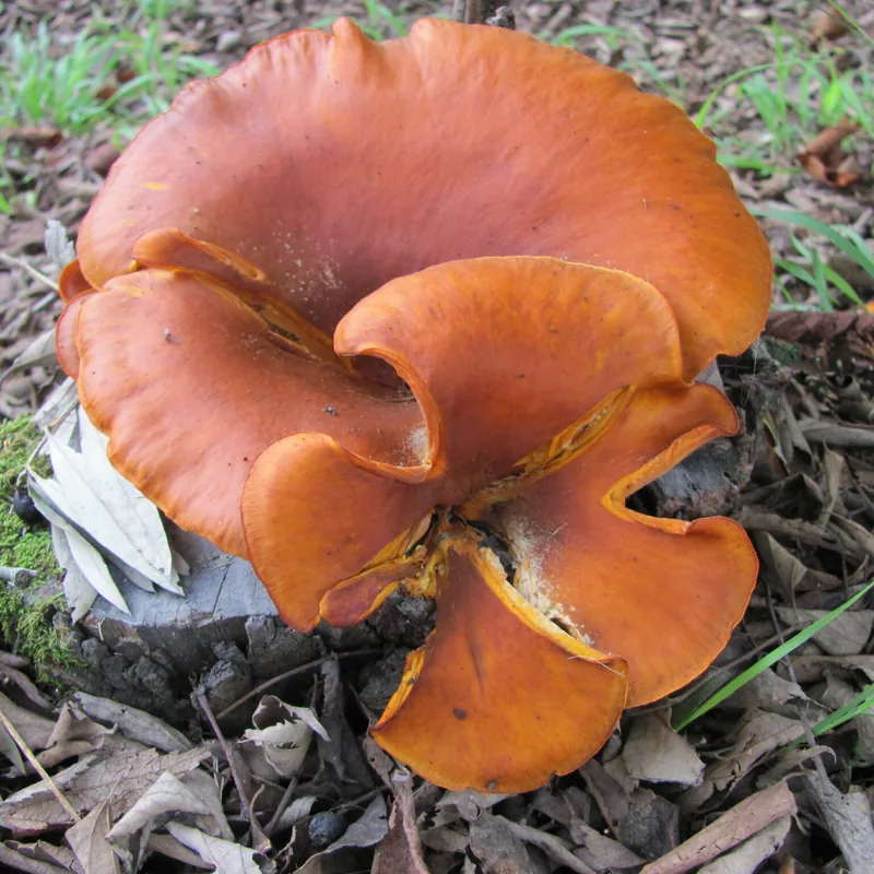 Seta de olivo (Omphalotus olearius), rasgos para identificarlo