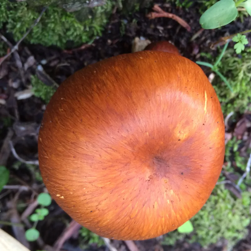 Seta de olivo (Omphalotus olearius), rasgos para identificarlo