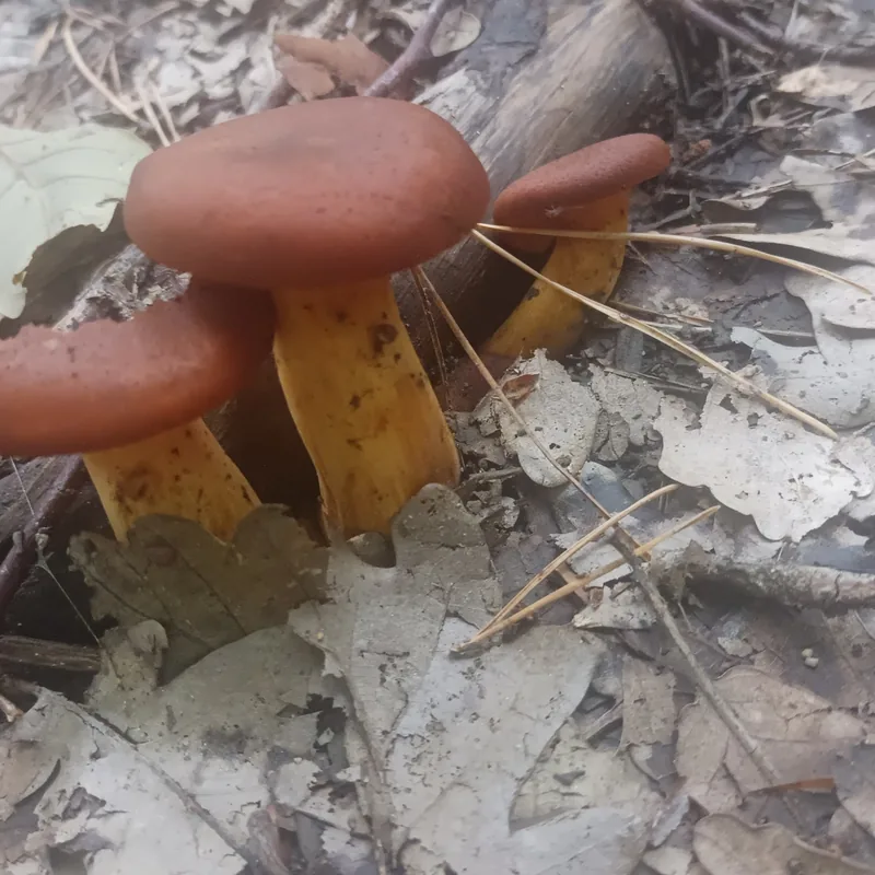 Seta de olivo (Omphalotus olearius), rasgos para identificarlo
