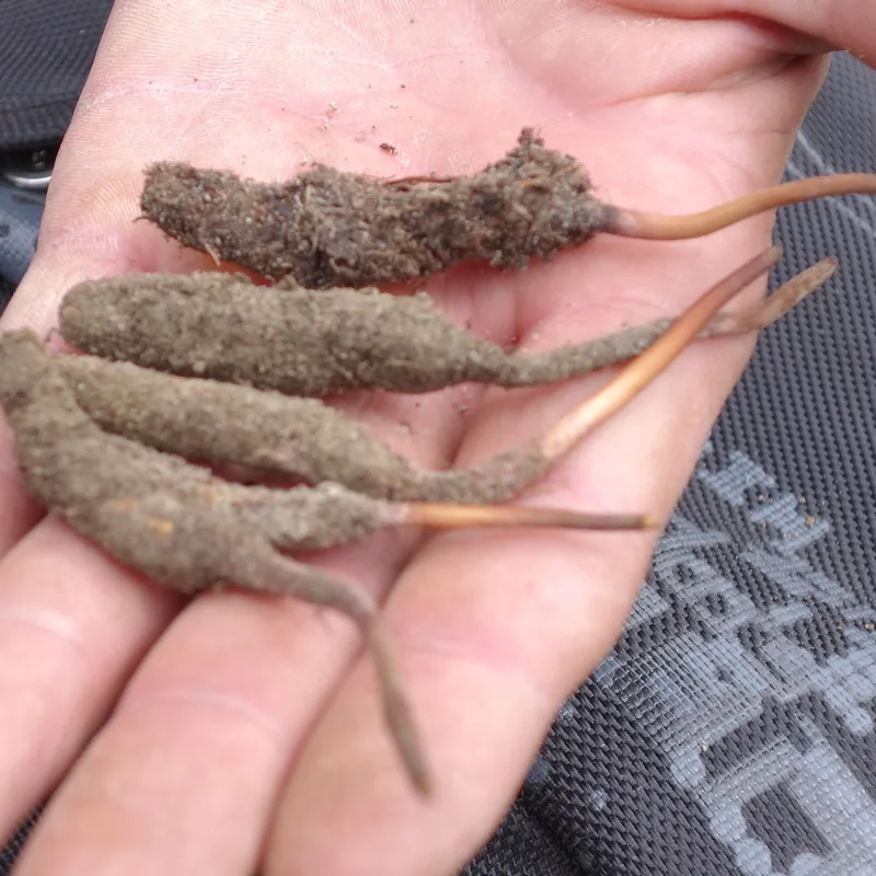 yartsa gunbu (Ophiocordyceps sinensis), rasgos para identificarlo