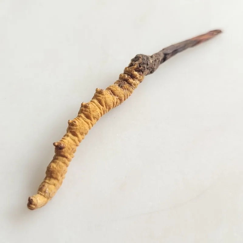 yartsa gunbu (Ophiocordyceps sinensis), foto