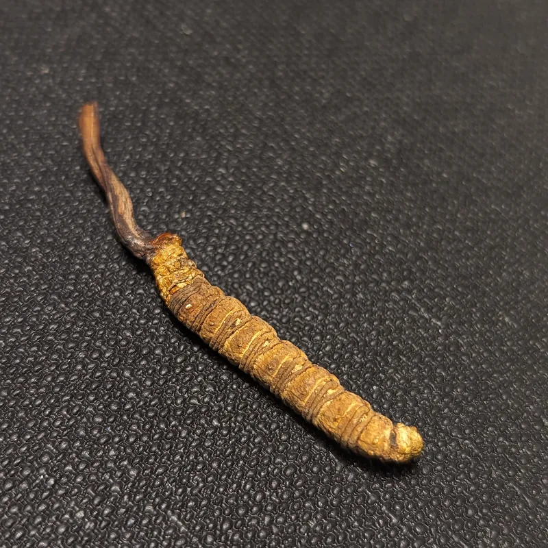 yartsa gunbu (Ophiocordyceps sinensis), rasgos para identificarlo