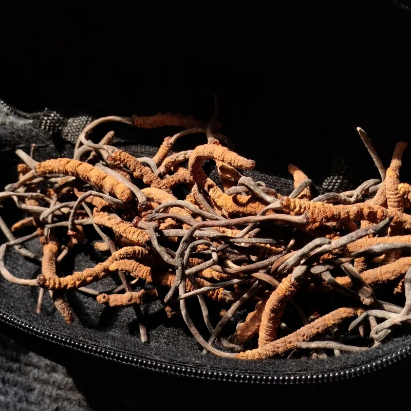 yartsa gunbu (Ophiocordyceps sinensis), rasgos para identificarlo
