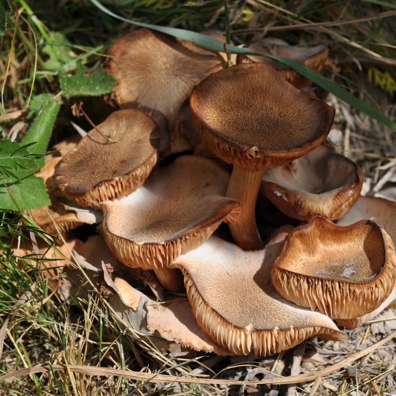 Armillaria tabescens