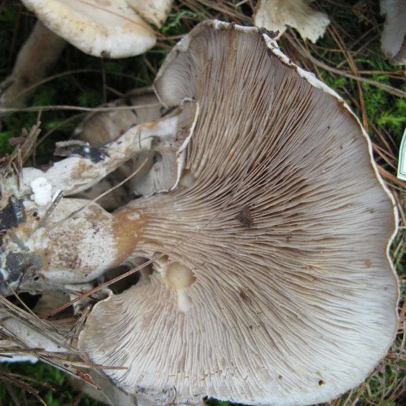 Clitopilus prunulus