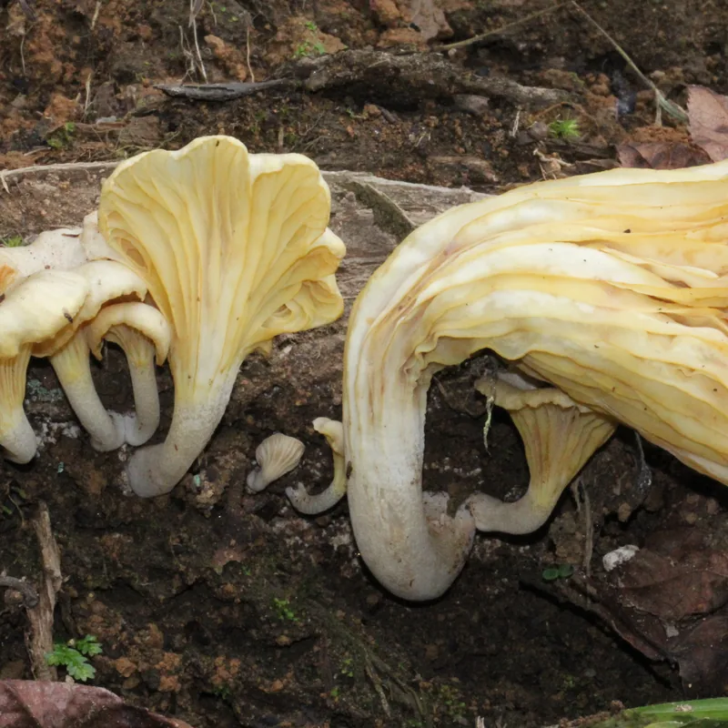 Gerronema strombodes