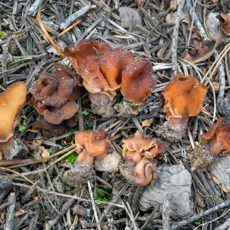 Gyromitra ambigua