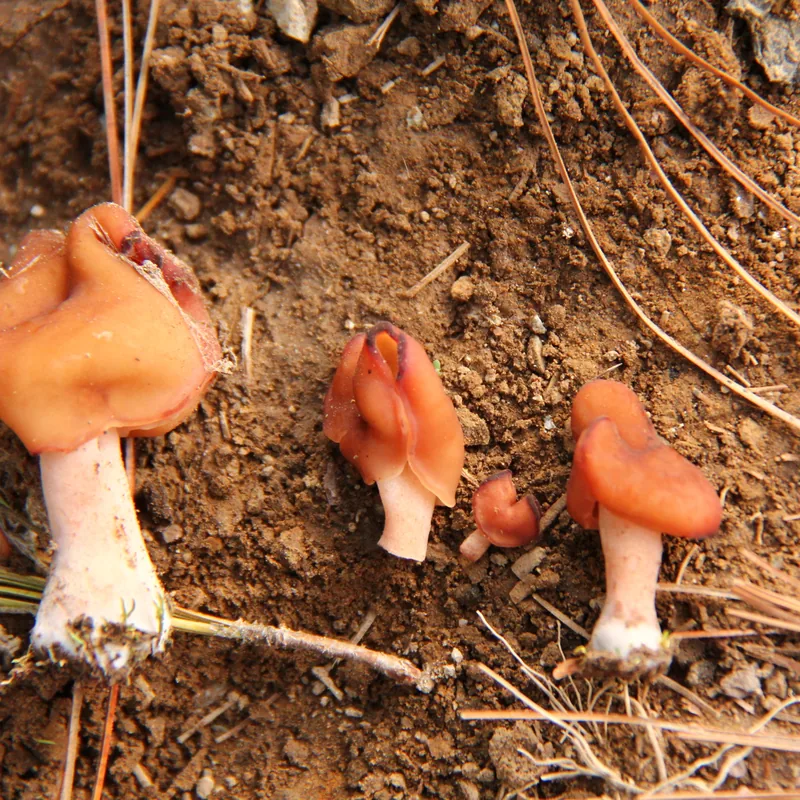 Gyromitra infula