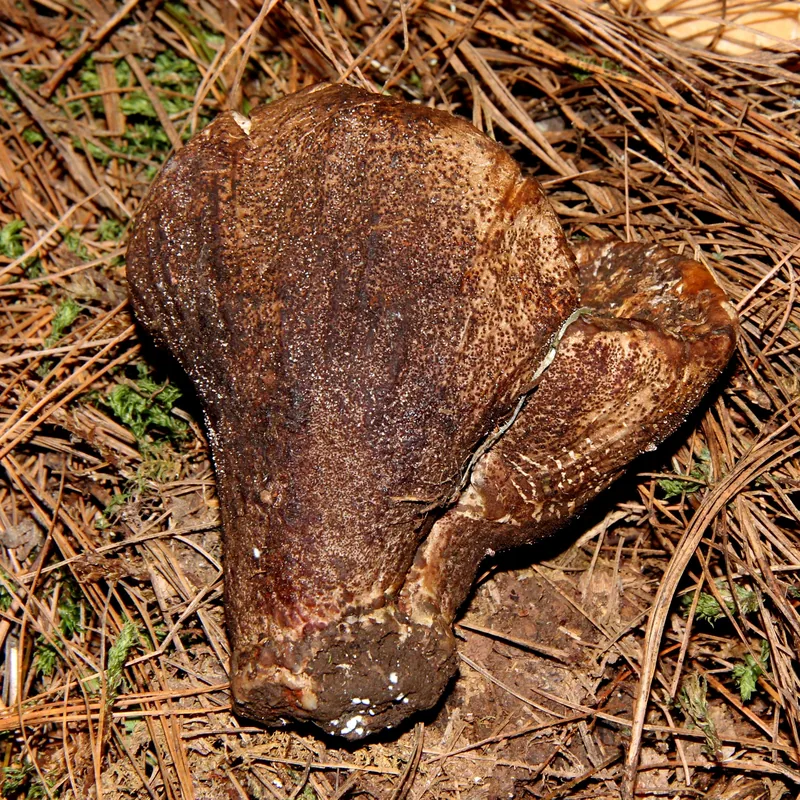 Hypomyces macrosporus