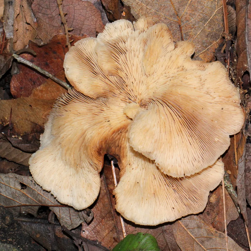 Lentinellus ursinus