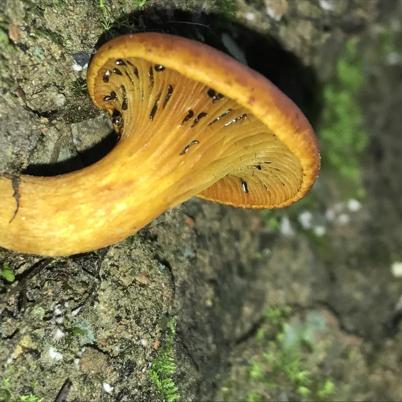 Omphalotus illudens