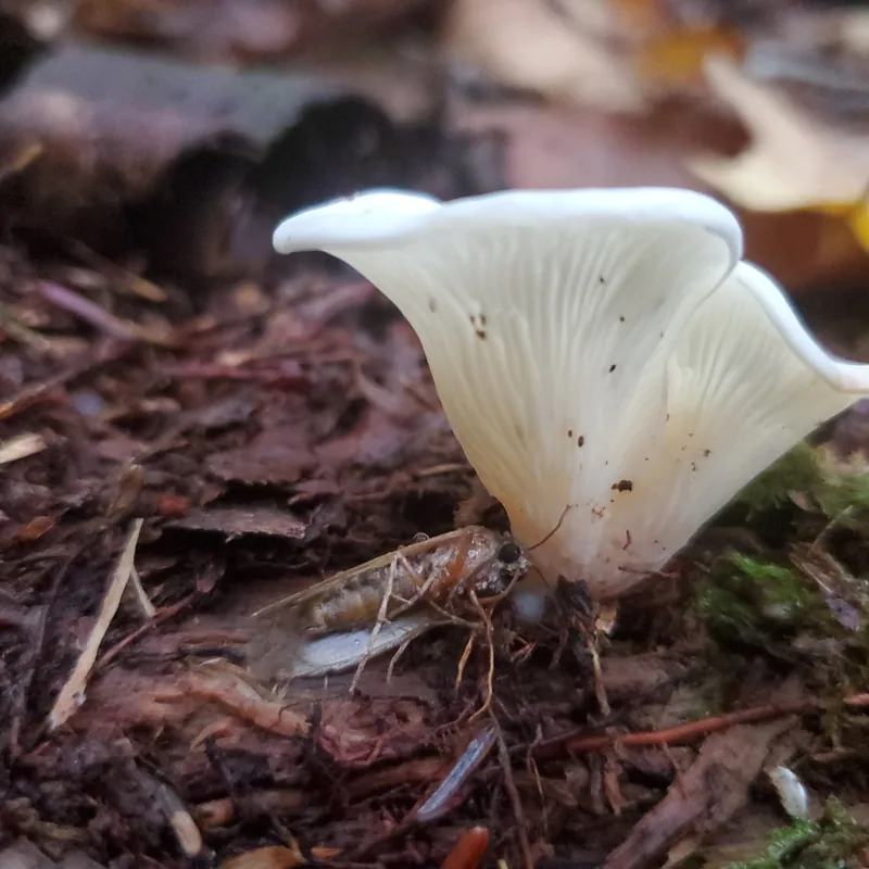 Pleurocybella porrigens