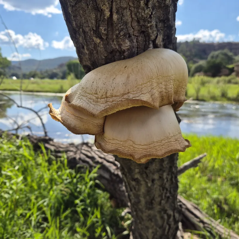 Pleurotus populinus