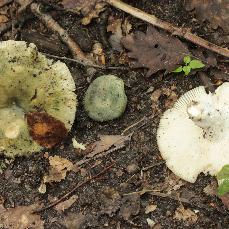 Russula virescens