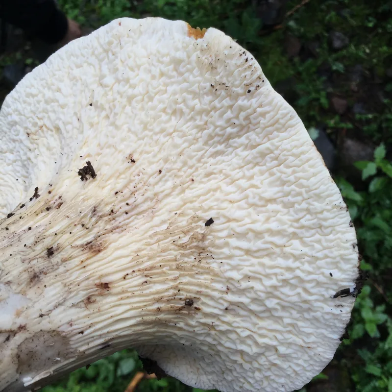 Turbinellus floccosus