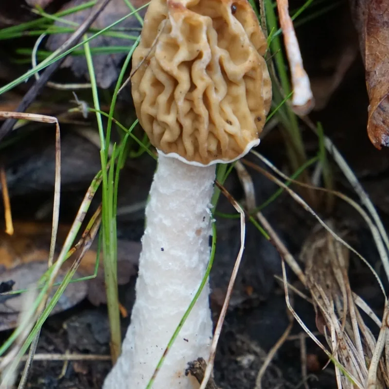 Verpa bohemica