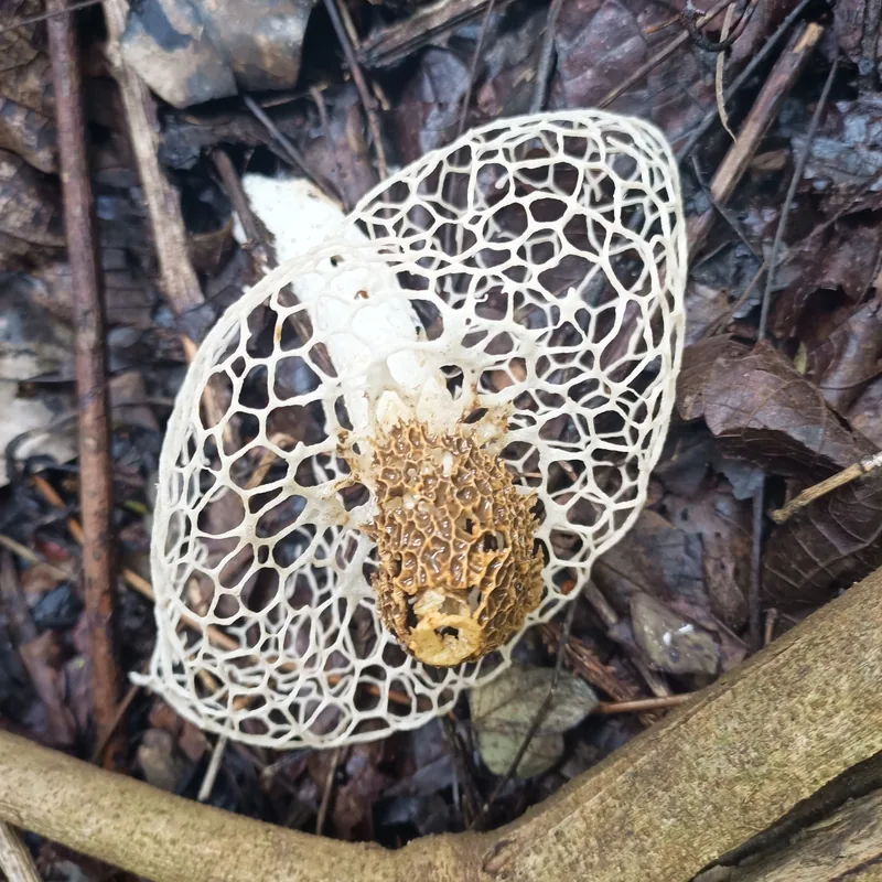 Velo de novia (Phallus indusiatus), rasgos para identificarlo