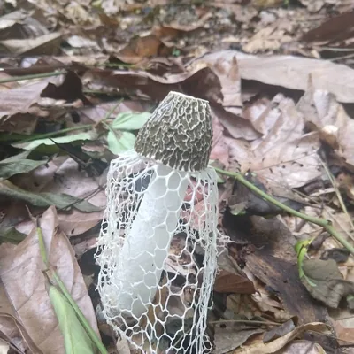 Velo de novia (Phallus indusiatus), foto