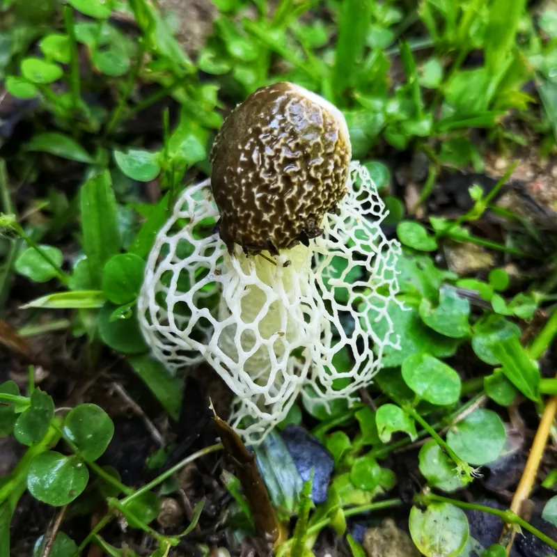 Velo de novia (Phallus indusiatus), rasgos para identificarlo