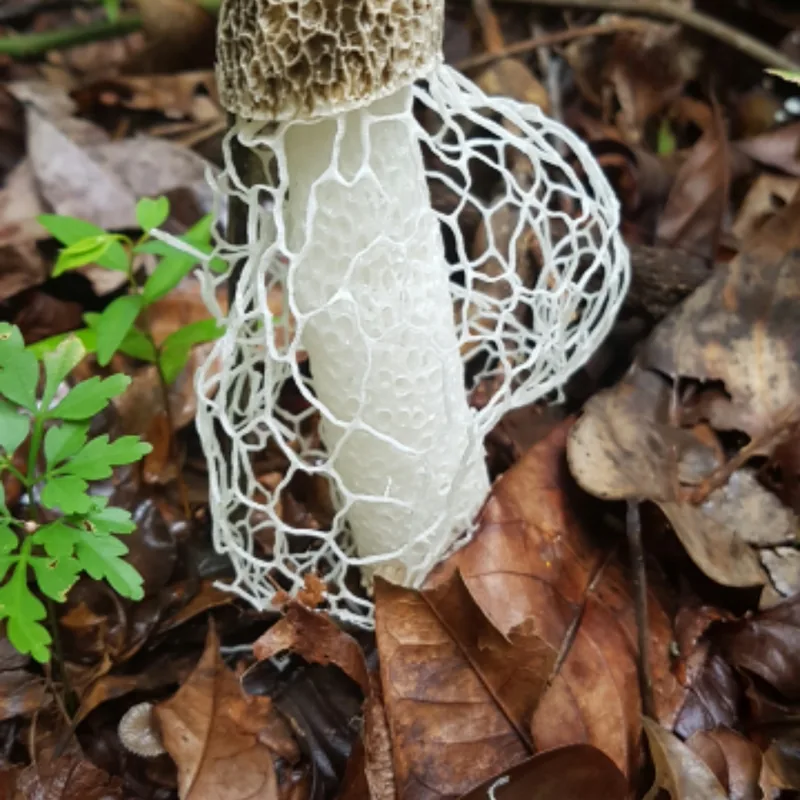 Velo de novia (Phallus indusiatus), rasgos para identificarlo