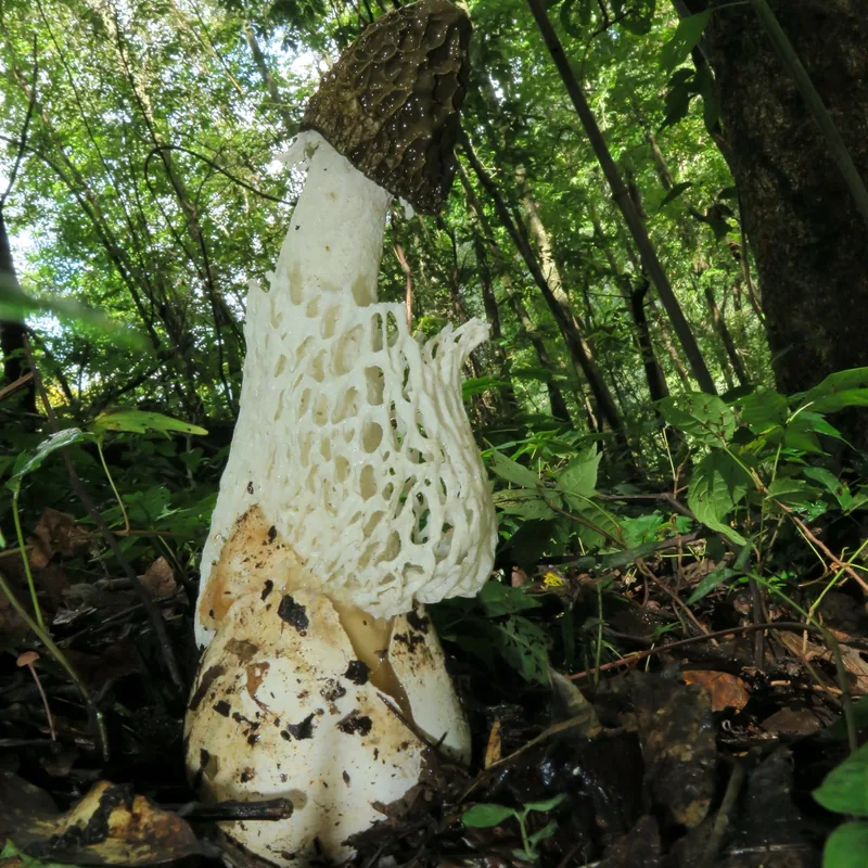 Velo de novia (Phallus indusiatus), rasgos para identificarlo
