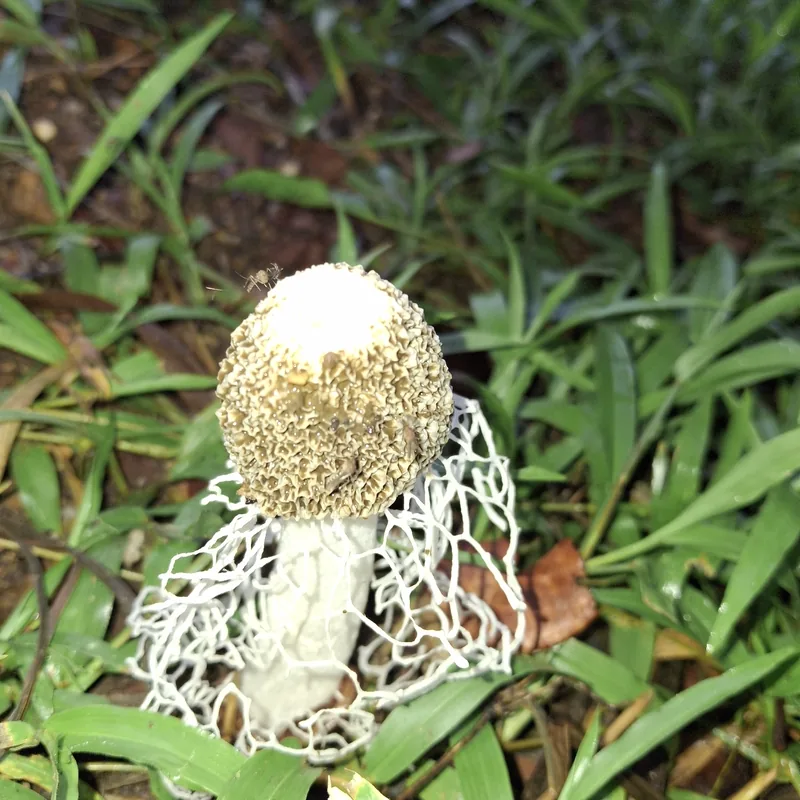 Velo de novia (Phallus indusiatus), rasgos para identificarlo