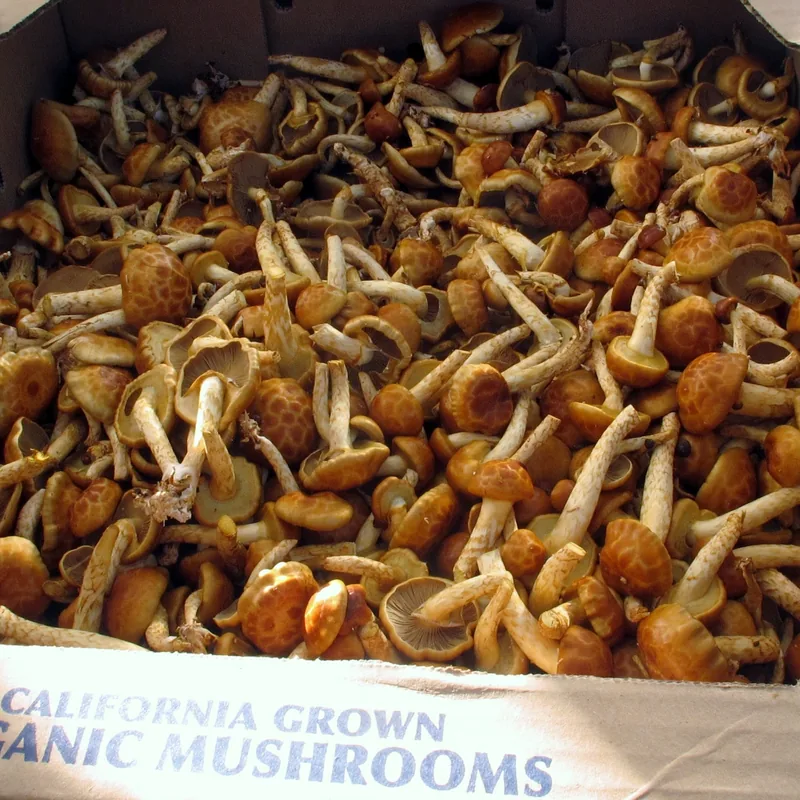 nameko (Pholiota nameko), rasgos para identificarlo