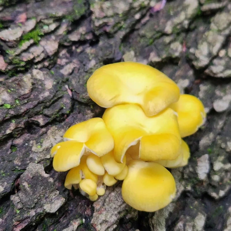 seta amarilla (Pleurotus citrinopileatus), rasgos para identificarlo