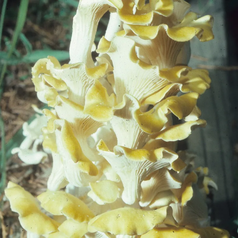 seta amarilla (Pleurotus citrinopileatus), rasgos para identificarlo