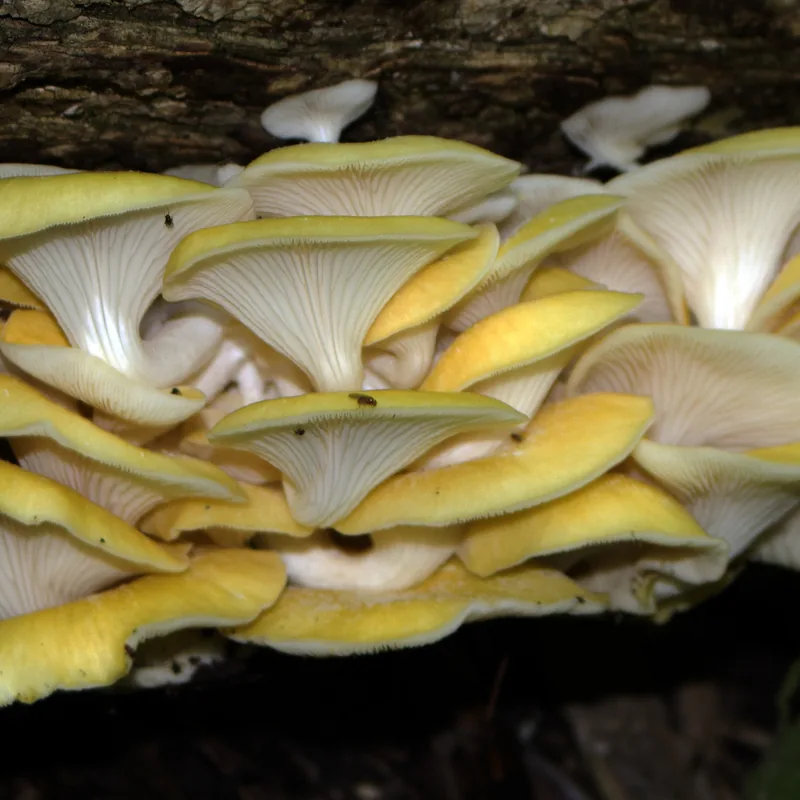 seta amarilla (Pleurotus citrinopileatus), rasgos para identificarlo