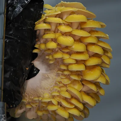 seta amarilla (Pleurotus citrinopileatus), foto
