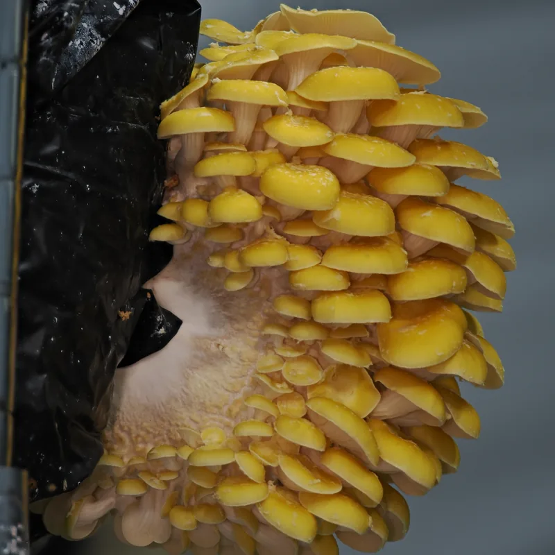 seta amarilla (Pleurotus citrinopileatus), foto