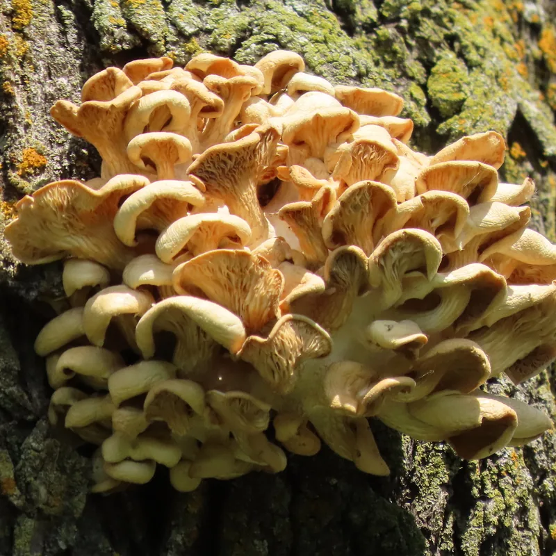 seta amarilla (Pleurotus citrinopileatus), rasgos para identificarlo
