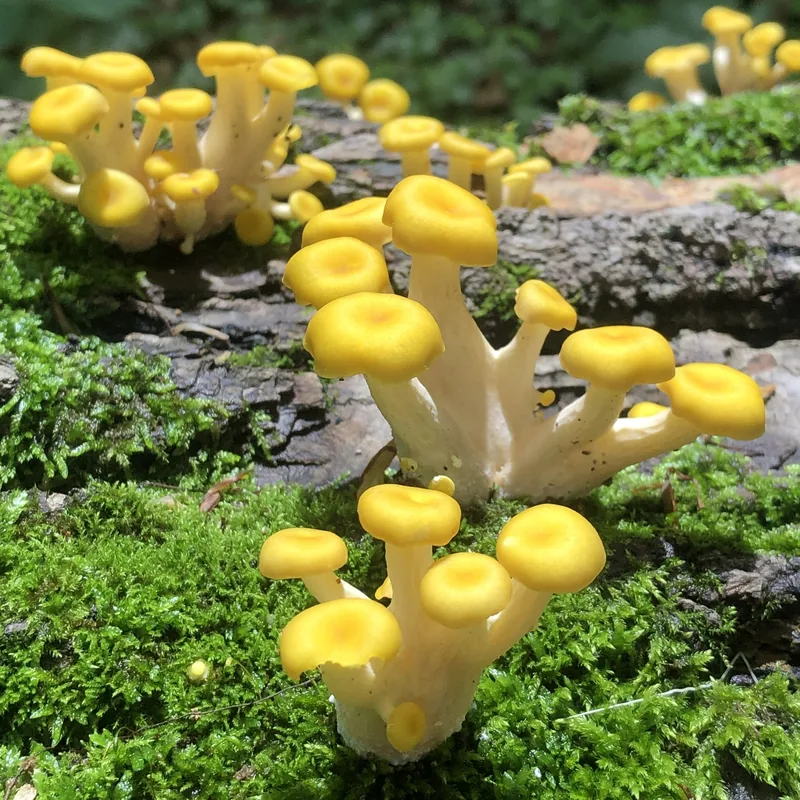 seta amarilla (Pleurotus citrinopileatus), rasgos para identificarlo