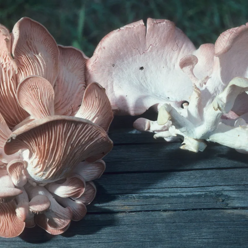 seta rosa (Pleurotus djamor), rasgos para identificarlo