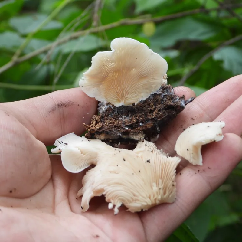 seta rosa (Pleurotus djamor), rasgos para identificarlo