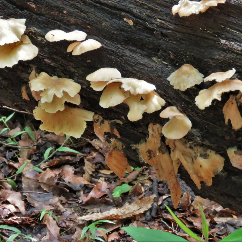 seta rosa (Pleurotus djamor), rasgos para identificarlo
